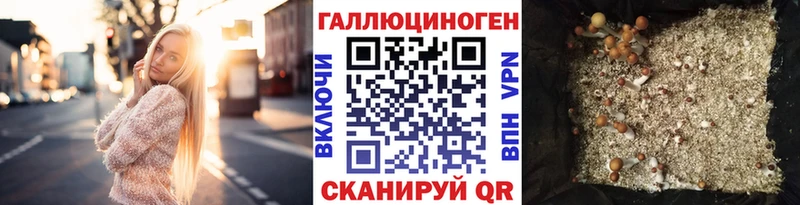 Галлюциногенные грибы Psilocybe  наркота  Ковдор 